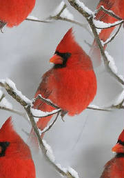 ANIMALS/Cardinal3.jpg